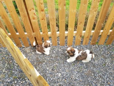 Beautiful Shih Tzu puppies in Wicklow