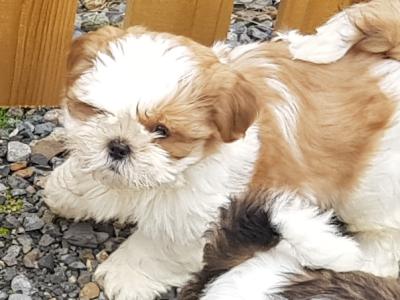 Beautiful Shih Tzu puppies in Wicklow