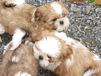 Beautiful Shih Tzu puppies in Wicklow