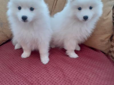 Japanese Spitz puppies in Wexford