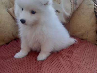 Japanese Spitz puppies in Wexford