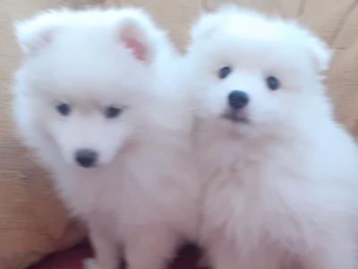 Japanese Spitz puppies in Wexford