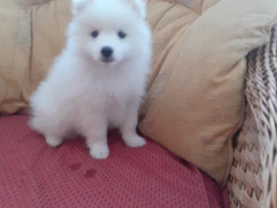 Japanese Spitz puppies in Wexford