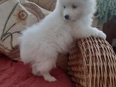 Japanese Spitz puppies in Wexford