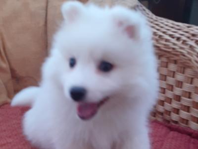Japanese Spitz puppies in Wexford