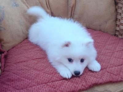 Japanese Spitz puppies in Wexford