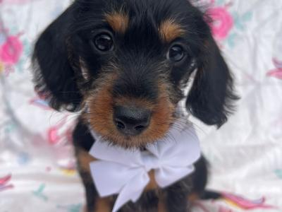 Beautiful female miniature 3/4 Dachshund puppy available in Cavan