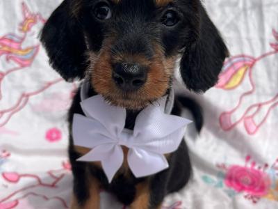 Beautiful female miniature 3/4 Dachshund puppy available in Cavan