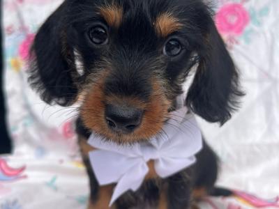 Beautiful female miniature 3/4 Dachshund puppy available in Cavan