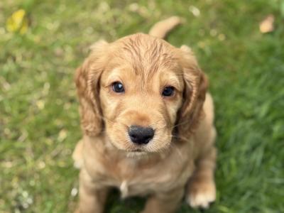 Cocker Spaniel puppies in Kilkenny