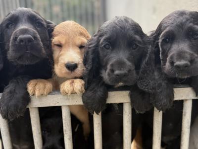 Cocker Spaniel puppies in Kilkenny