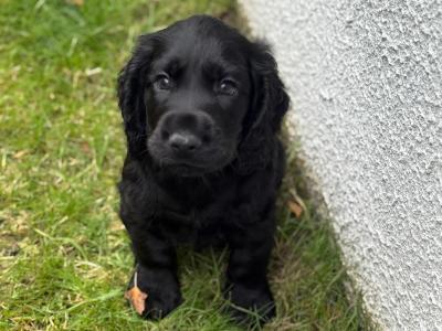 Cocker Spaniel puppies in Kilkenny