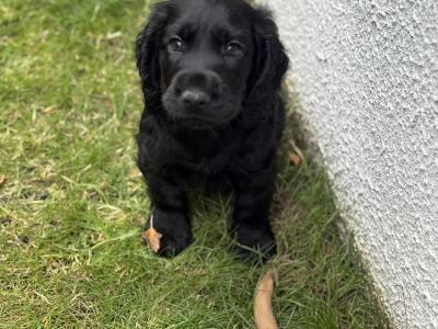 Cocker Spaniel puppies in Kilkenny