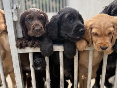 Cocker Spaniel puppies in Kilkenny
