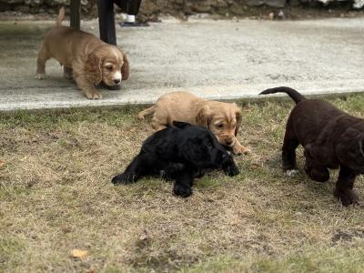 Cocker Spaniel puppies in Kilkenny