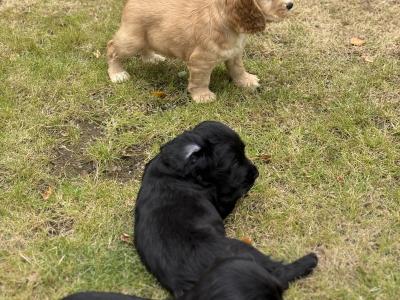 Cocker Spaniel puppies in Kilkenny