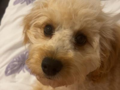 Lovely female Poochon puppy 🐶 ❤️ in Dublin