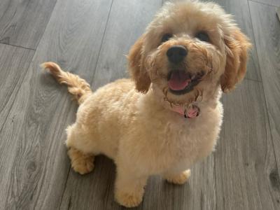 Lovely female Poochon puppy 🐶 ❤️ in Dublin