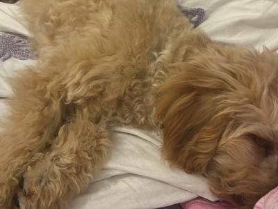 Lovely female Poochon puppy 🐶 ❤️ in Dublin