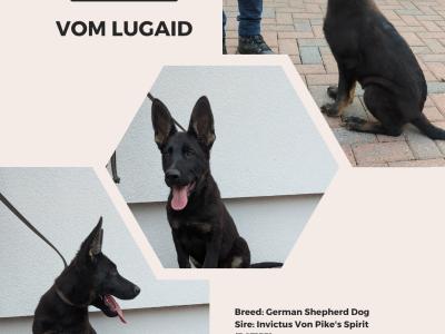 🐾 Top-Class IKC German Shepherd Puppies – Laois – Registered, Microchipped & Ready Now