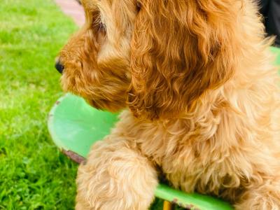 Beautiful Cockapoo puppies in Cavan