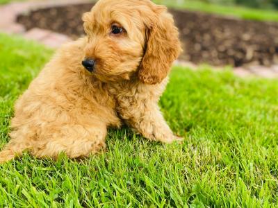 Beautiful Cockapoo puppies in Cavan