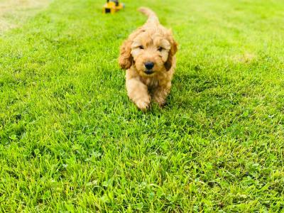 Beautiful Cockapoo puppies in Cavan