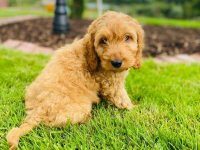 Beautiful Cockapoo puppies in Cavan
