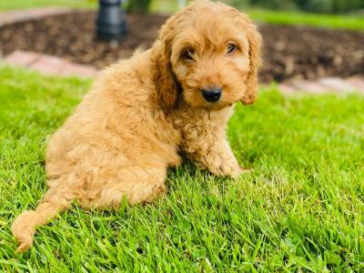Beautiful Cockapoo puppies in Cavan