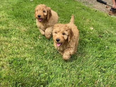 Beautiful Cockapoo puppies in Cavan