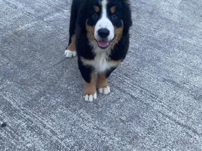 IKC Registered Bernese Mountain Dog puppies in Limerick