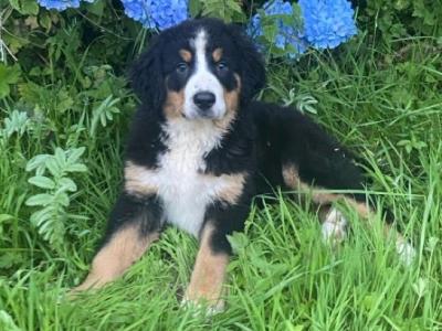 Bernese Mountain Dog puppies