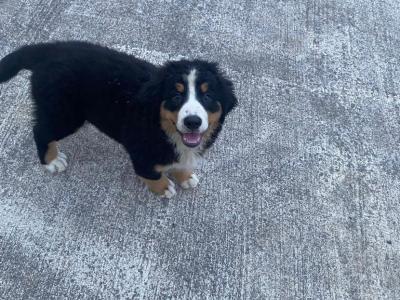 IKC Registered Bernese Mountain Dog puppies in Limerick