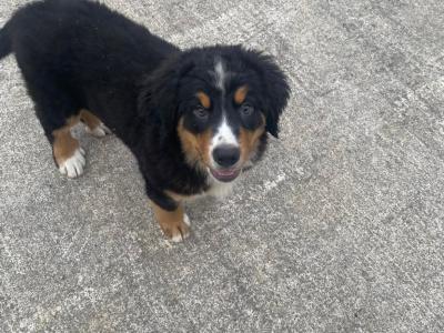 IKC Registered Bernese Mountain Dog puppies in Limerick
