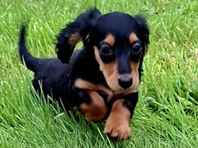 Beautiful Long Haired miniature Dachshund puppy female in Westmeath