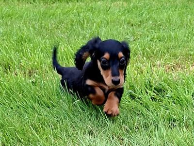 Beautiful Miniature Dachshund Pup female