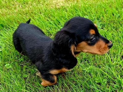 Beautiful Long Haired Miniature Dachshund Pup female