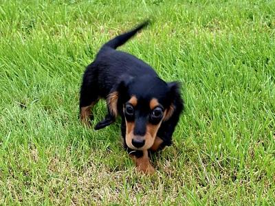 Beautiful Long Haired Miniature Dachshund Pup female