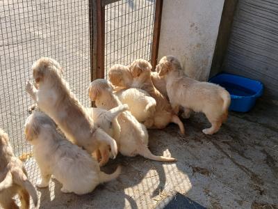 Beautiful IKC Golden Retriever puppies in Wexford