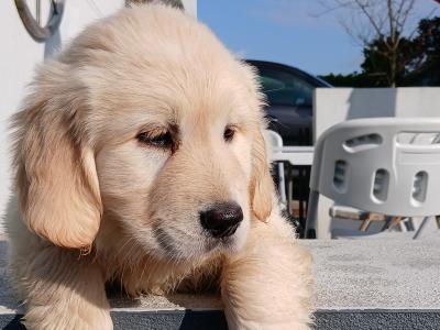 Beautiful IKC Golden Retriever puppies in Wexford