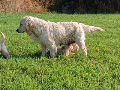 Beautiful IKC Golden Retriever puppies in Wexford