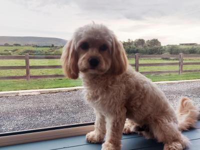 Introducing Rusty the Miniature Cavapoo: Your perfect stud dog!!