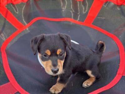 Beautiful Black and Tan Jack Russell male