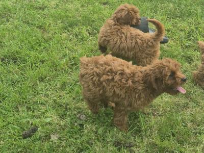 Cavapoo puppies 0861650340