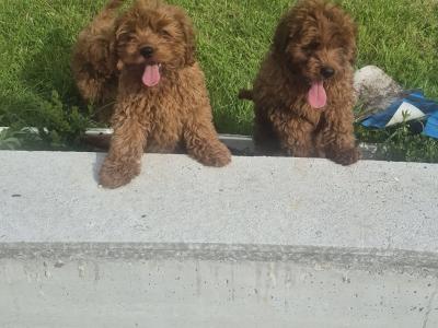 Cavapoo puppies 0861650340