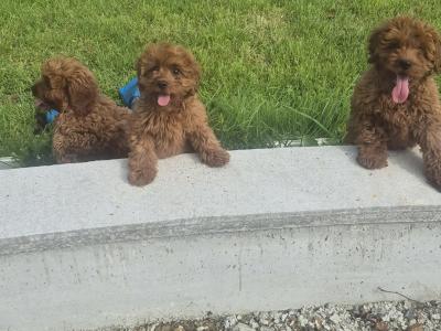 Cavapoo puppies 0861650340