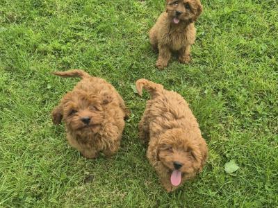 Cavapoo puppies 0861650340