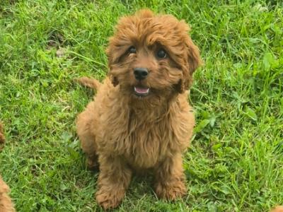 Cavapoo puppies in Roscommon - 0861650340