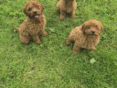 Cavapoo puppies 0861650340