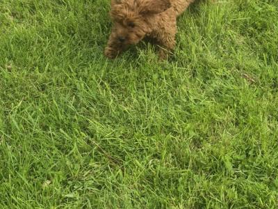 Cavapoo puppies 0861650340